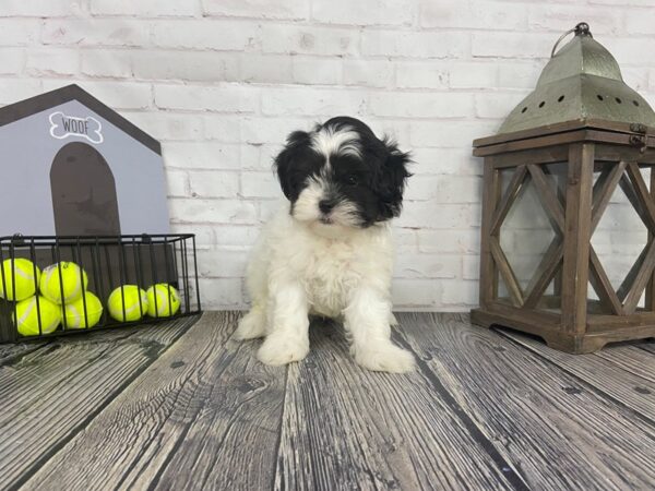 Shih Poo-DOG-Male-Blk/Wht-3660-Petland Knoxville, Tennessee