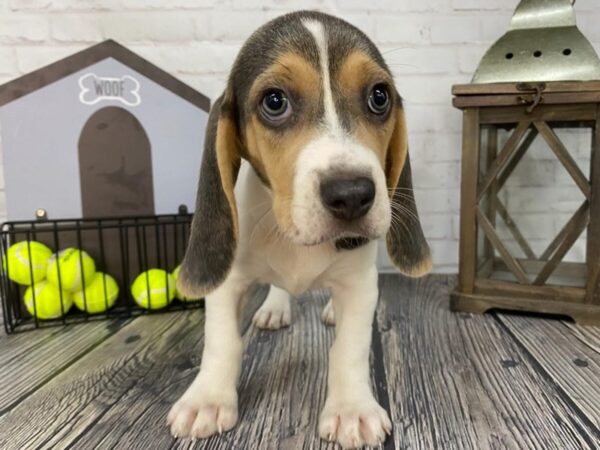Beagle-DOG-Female-Blue/Wht-3666-Petland Knoxville, Tennessee
