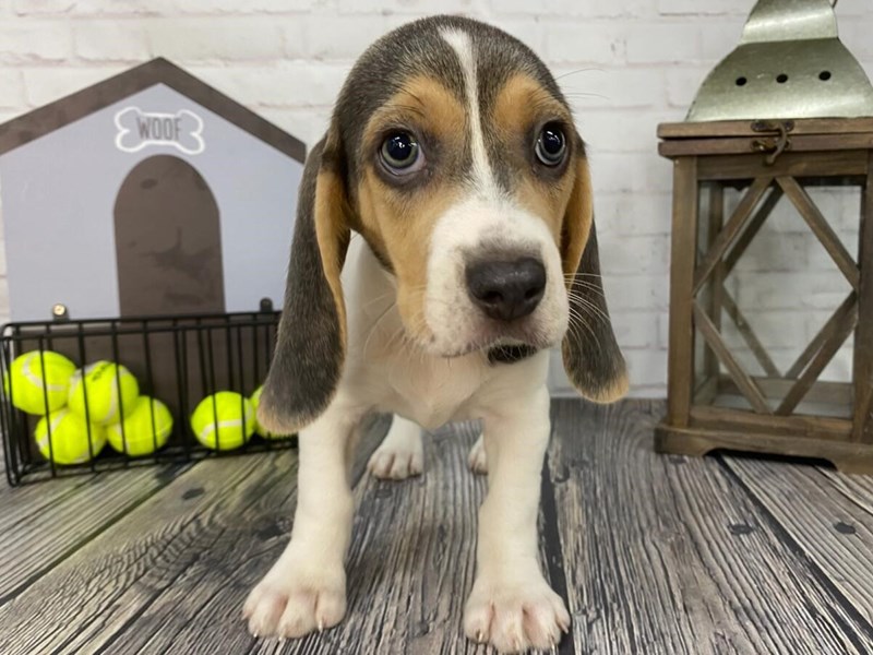 beagle-mページ 2130888_800.jpg