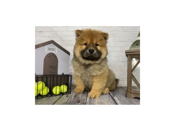 Chow Chow-DOG-Male-Blue Fawn-3668-Petland Knoxville, Tennessee