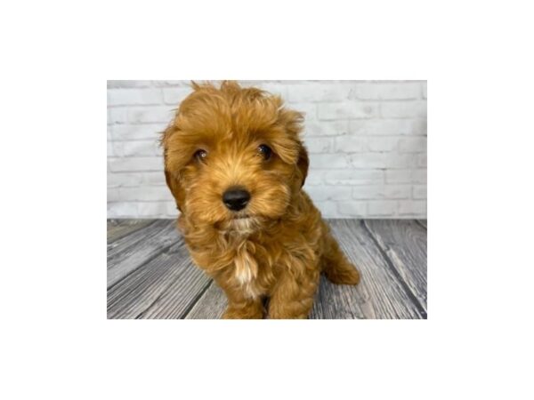 Cavapoo-DOG-Male-Apricot-3658-Petland Knoxville, Tennessee
