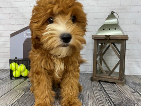 Cavapoo-DOG-Male-Red-3657-Petland Knoxville, Tennessee