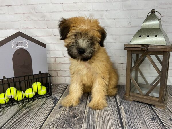 Soft Coated Wheaten Terrier-DOG-Male-Wheaten-3580-Petland Knoxville, Tennessee