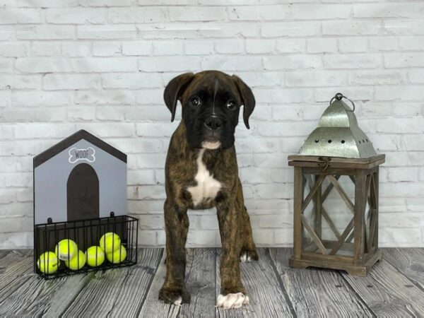 Boxer-DOG-Male-Brindle-3674-Petland Knoxville, Tennessee