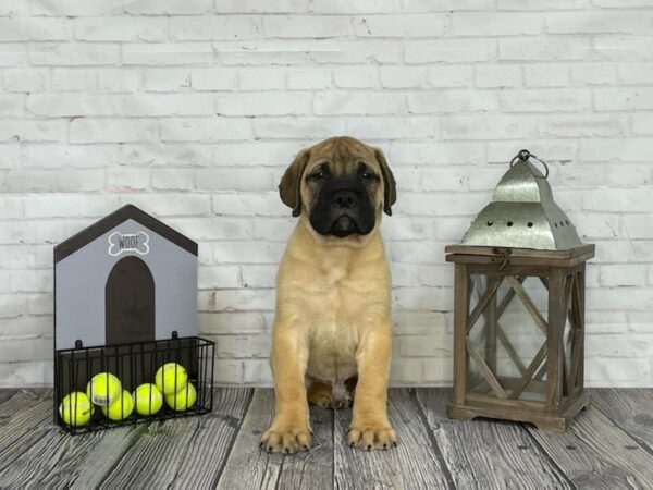 Bull Mastiff-DOG-Male-Fawn-3673-Petland Knoxville, Tennessee