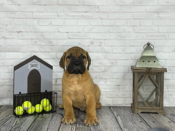 Bull Mastiff-DOG-Male-Fawn-3672-Petland Knoxville, Tennessee