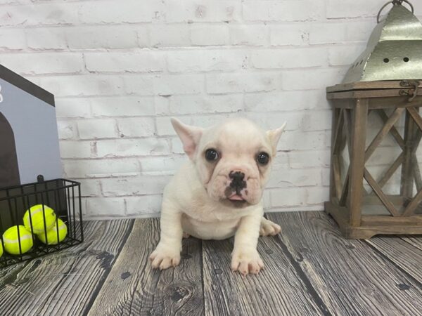 French Bulldog-DOG-Female-CREAM-3678-Petland Knoxville, Tennessee