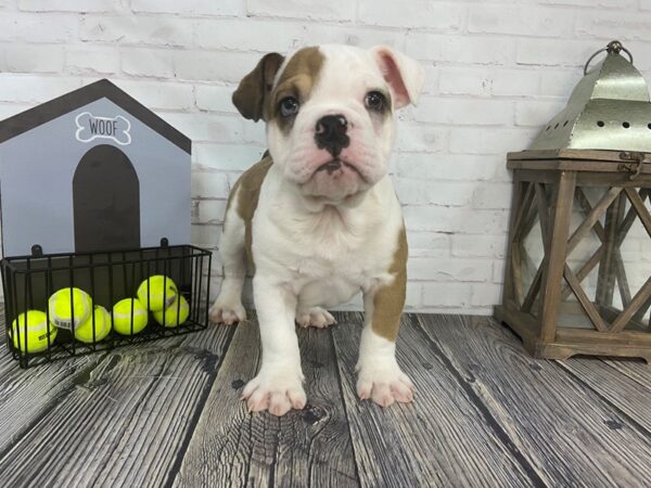 English Bulldog-DOG-Male-Red and White-3676-Petland Knoxville, Tennessee