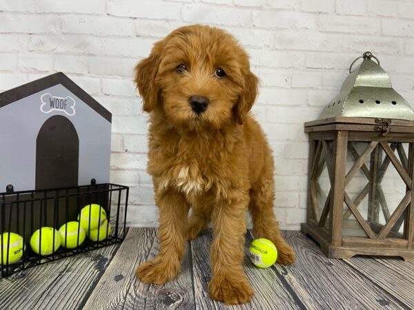 Mini Aussiedoodle DOG Female Red 3669 Petland Knoxville, Tennessee