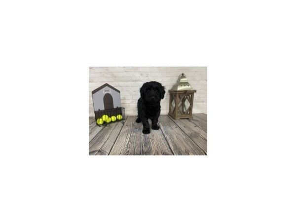 Mini Aussiedoodle DOG Male Black 3670 Petland Knoxville, Tennessee