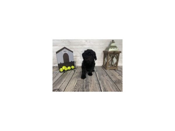 Mini Aussiedoodle DOG Male Black 3671 Petland Knoxville, Tennessee