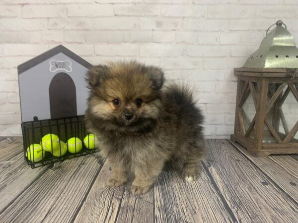 Pomeranian-DOG-Male-Wolf Sable-3682-Petland Knoxville, Tennessee