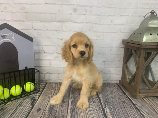 Cocker Spaniel-DOG-Female-Buff-3681-Petland Knoxville, Tennessee