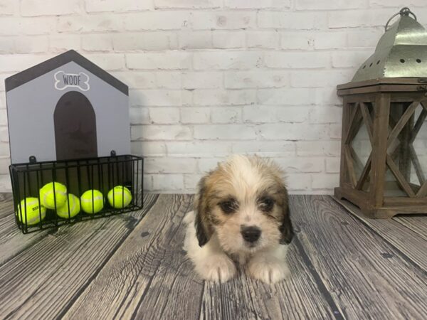 Shih Tzu Mix DOG Female Gold/Wht 3683 Petland Knoxville, Tennessee