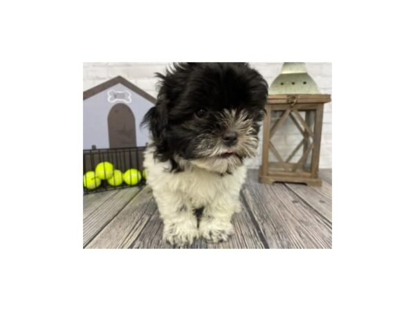 Teddy Bear-DOG-Female-Blk&Wht-3694-Petland Knoxville, Tennessee