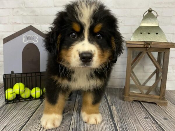 Bernese Mountain Dog-DOG-Male-Tri-3689-Petland Knoxville, Tennessee