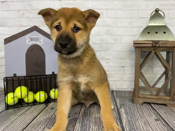 Shiba Inu-DOG-Male-Red Sesame / White-3697-Petland Knoxville, Tennessee