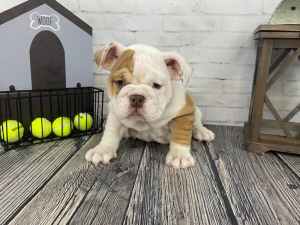 Bulldog-DOG-Female-FN/Wht-3702-Petland Knoxville, Tennessee