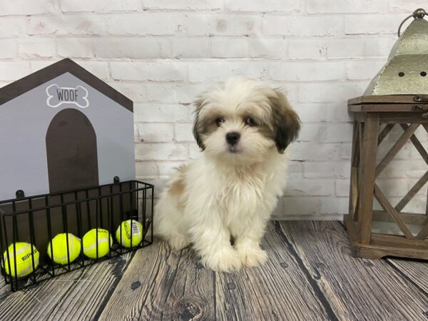 Shih Tzu-DOG-Female-Brown/Wht-3691-Petland Knoxville, Tennessee