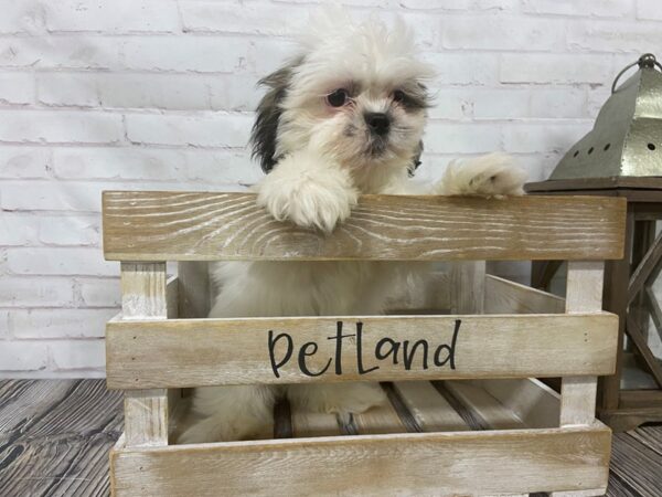 Shih Tzu-DOG-Male-Brown/Wht-3692-Petland Knoxville, Tennessee