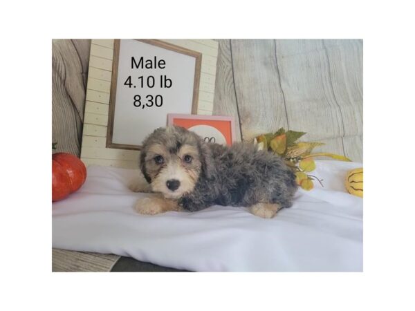 Poochon-DOG-Male-Blue Merle-3710-Petland Knoxville, Tennessee