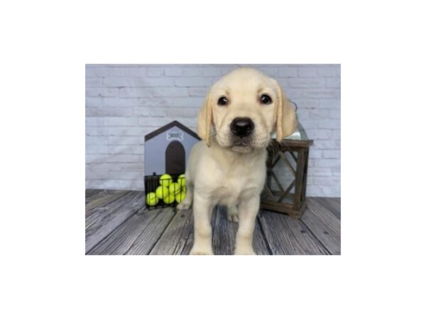Labrador Retriever-DOG-Female-Yellow-3707-Petland Knoxville, Tennessee
