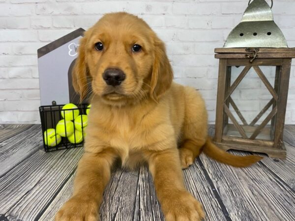 Golden Retriever-DOG-Male-Dark Golden-3708-Petland Knoxville, Tennessee