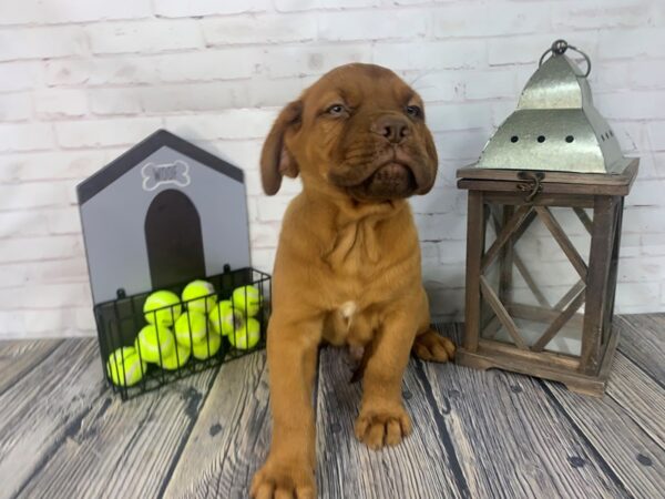 Dogue De Bordeaux-DOG-Male-Red-3714-Petland Knoxville, Tennessee
