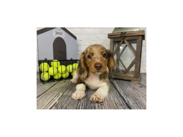 Dachshund DOG Male brown 3733 Petland Knoxville, Tennessee