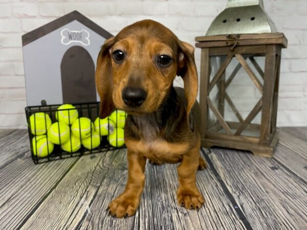 Dachshund DOG Female Wild Boar 3738 Petland Knoxville, Tennessee