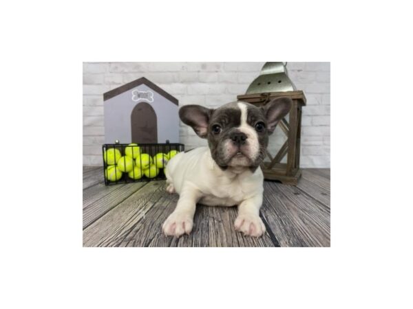 French Bulldog-DOG-Male-Blue-3726-Petland Knoxville, Tennessee