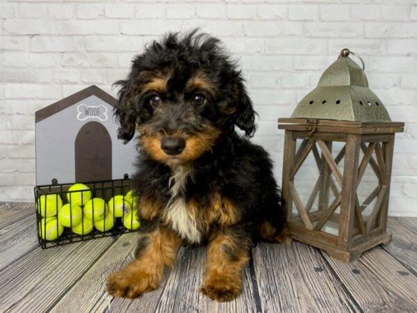 Aussiedoodle DOG Female BLACK 3730 Petland Knoxville, Tennessee