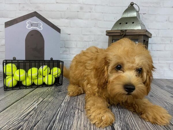 Cavapoo-DOG-Male-RED-3732-Petland Knoxville, Tennessee