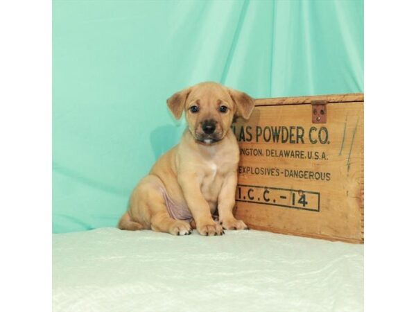 Beagle Mix-DOG-Male-Red-3739-Petland Knoxville, Tennessee