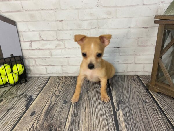 Chihuahua-DOG-Male-fawn-3741-Petland Knoxville, Tennessee
