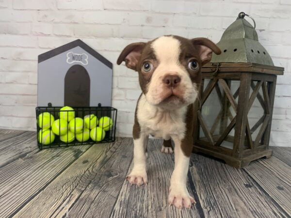 Boston Terrier-DOG-Male-RED-3742-Petland Knoxville, Tennessee