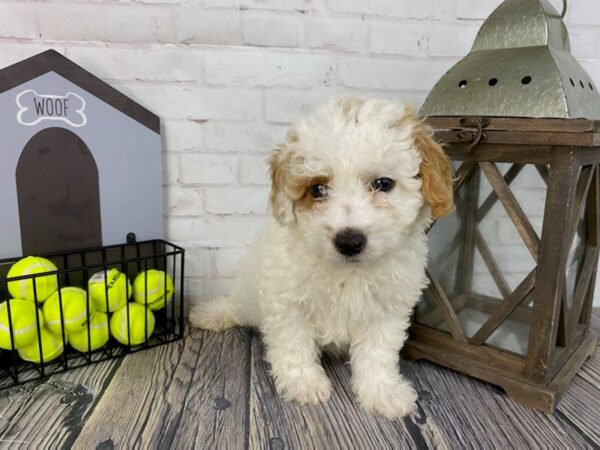 Mini Goldendoodle 2nd Gen DOG Male Apricot 3750 Petland Knoxville, Tennessee