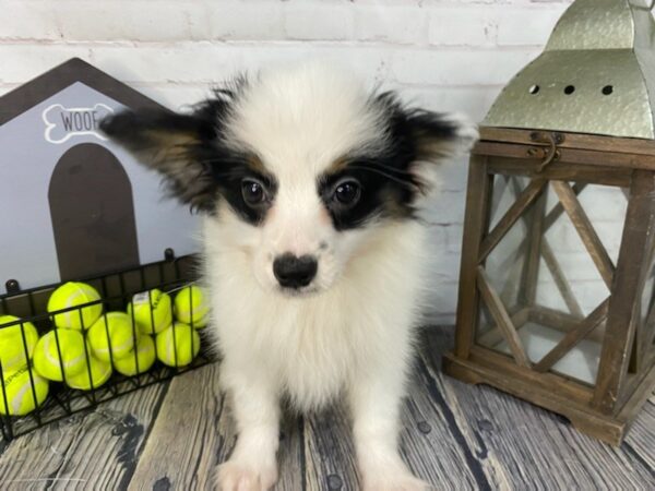 Papillon-DOG-Male-White and Black-3751-Petland Knoxville, Tennessee