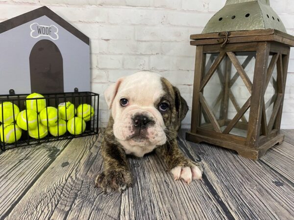 Bulldog-DOG-Male-Brindle / White-3766-Petland Knoxville, Tennessee