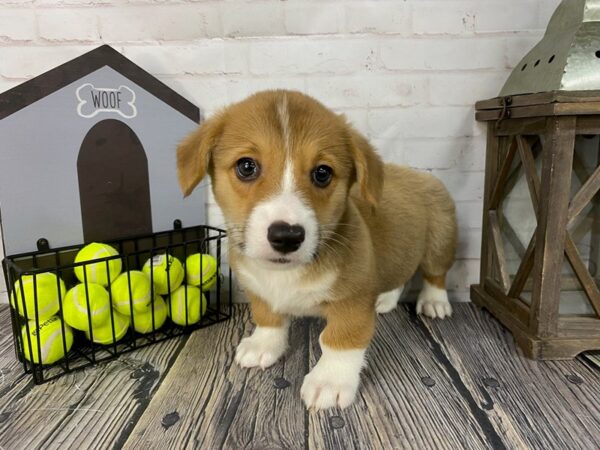 Pembroke Welsh Corgi-DOG-Male-Red / White-3762-Petland Knoxville, Tennessee