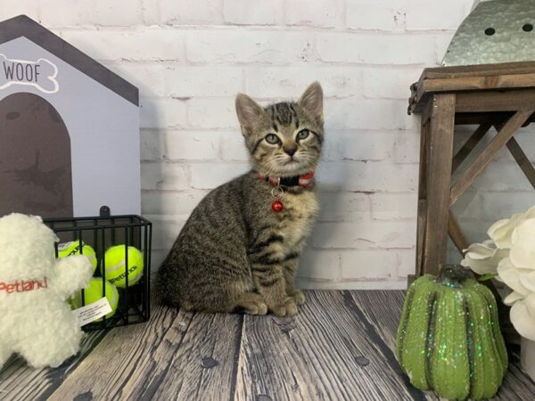 Domestic Short Hair-CAT-Female-tabby-3770-Petland Knoxville, Tennessee