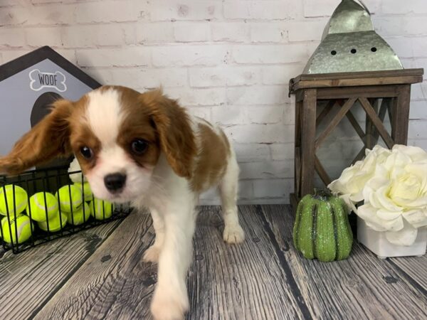Cavalier King Charles Spaniel-DOG-Male-Blenheim / White-3768-Petland Knoxville, Tennessee