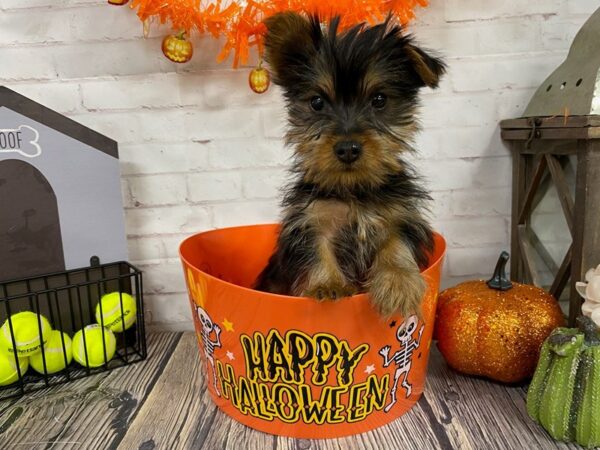 Silky Terrier-DOG-Male-Black / Tan-3789-Petland Knoxville, Tennessee