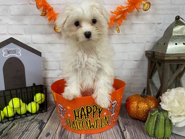 Maltese DOG Female White 3790 Petland Knoxville, Tennessee