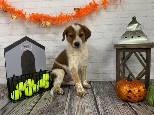 Poodle/Catahoula Leopard Dog-DOG-Male-Red / White-3791-Petland Knoxville, Tennessee
