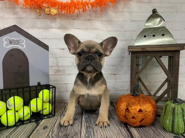 French Bulldog-DOG-Male-Blue Fawn-3793-Petland Knoxville, Tennessee