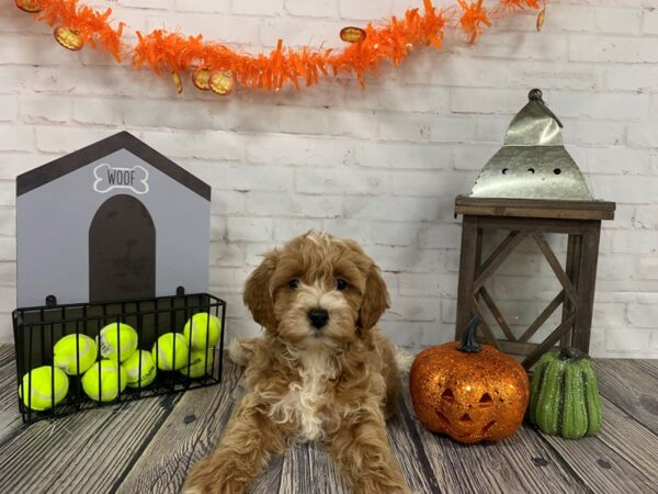 Mini Goldendoodle DOG Male APRICOT 3794 Petland Knoxville, Tennessee