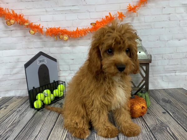 Cavapoo-DOG-Male-RED-3779-Petland Knoxville, Tennessee