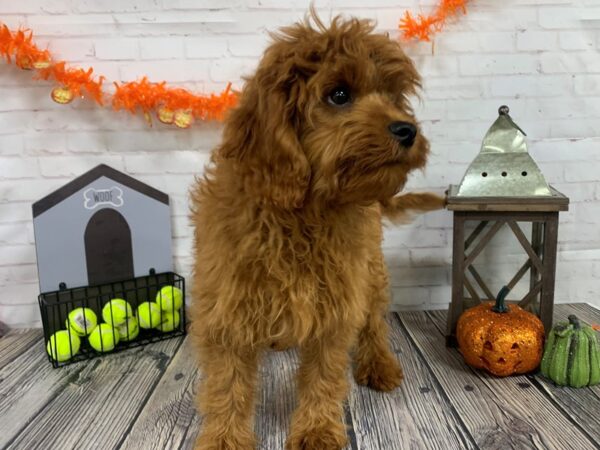 Cavapoo-DOG-Male-RED-3780-Petland Knoxville, Tennessee