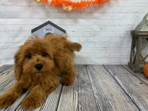 Cavapoo-DOG-Female-RED-3781-Petland Knoxville, Tennessee